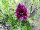 001_Ail d'ours.JPG