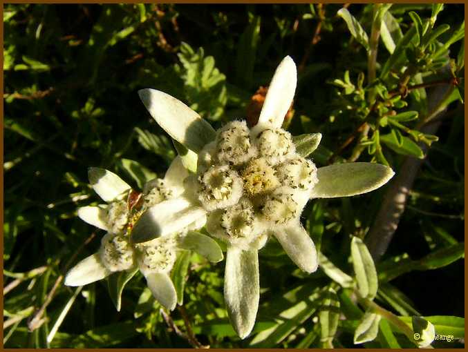 003_Edelweiss.JPG