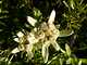003_Edelweiss.JPG