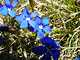 007_Gentiana brachyphylla.JPG