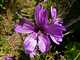 008_Geranium.JPG