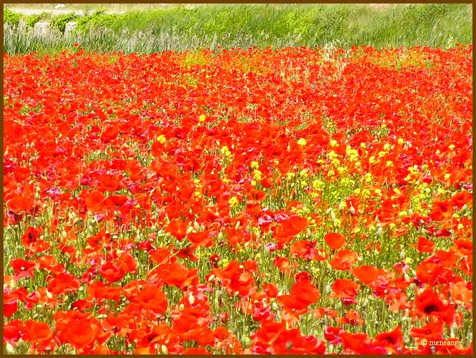 010_Champ de coquelicots.JPG