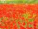 010_Champ de coquelicots.JPG