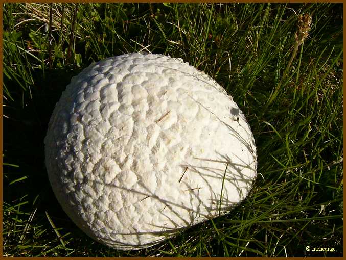 011_Champignon.JPG