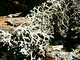 013_Lichen.JPG