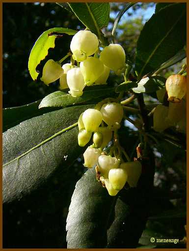 015_Fleurs d'arbousier.jpg
