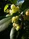 015_Fleurs d'arbousier.jpg