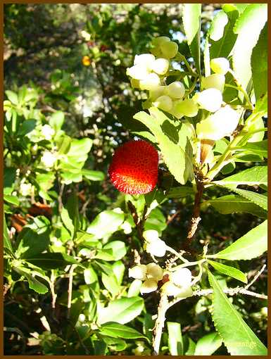 016_Fruit d'arbousier.jpg