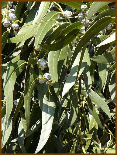 017_Eucaliptus.jpg