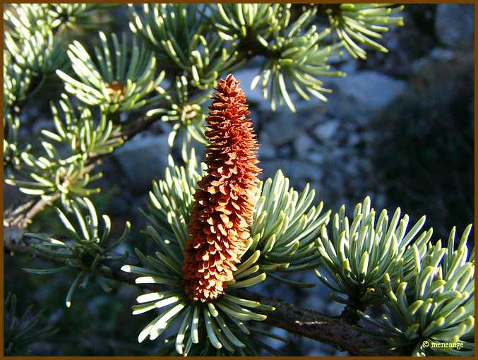 018_Fleur de méléze.JPG